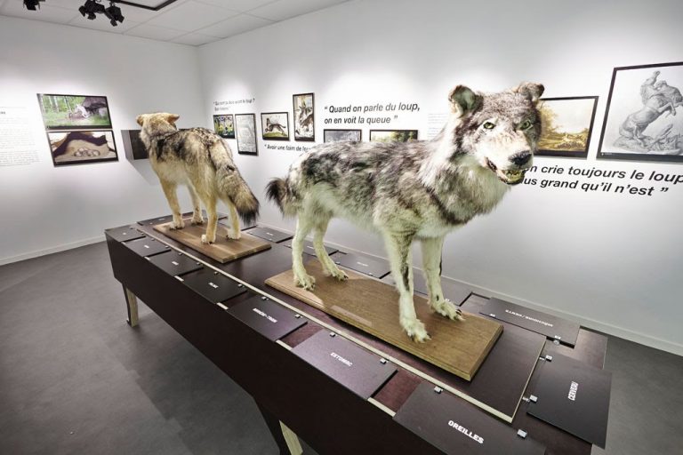 Les activités dans le Finistère : MUSÉE DU LOUP
