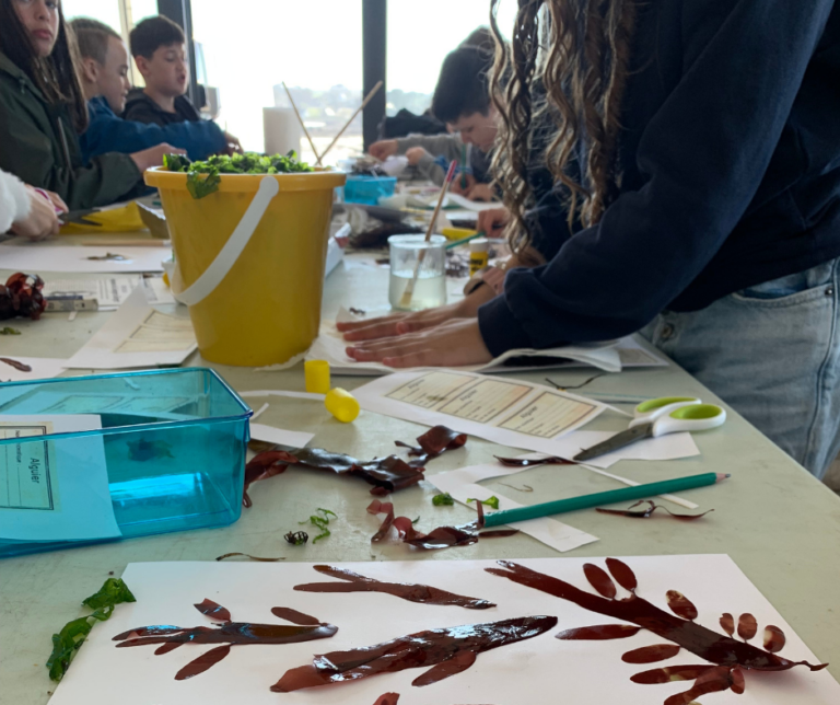 Les activités dans le Finistère - CENTRE ALGAE